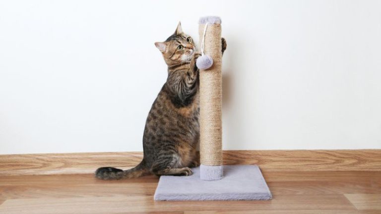 как отучить кошку драть обои и мебель